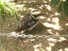 s_A_PICT0077_thumb.png